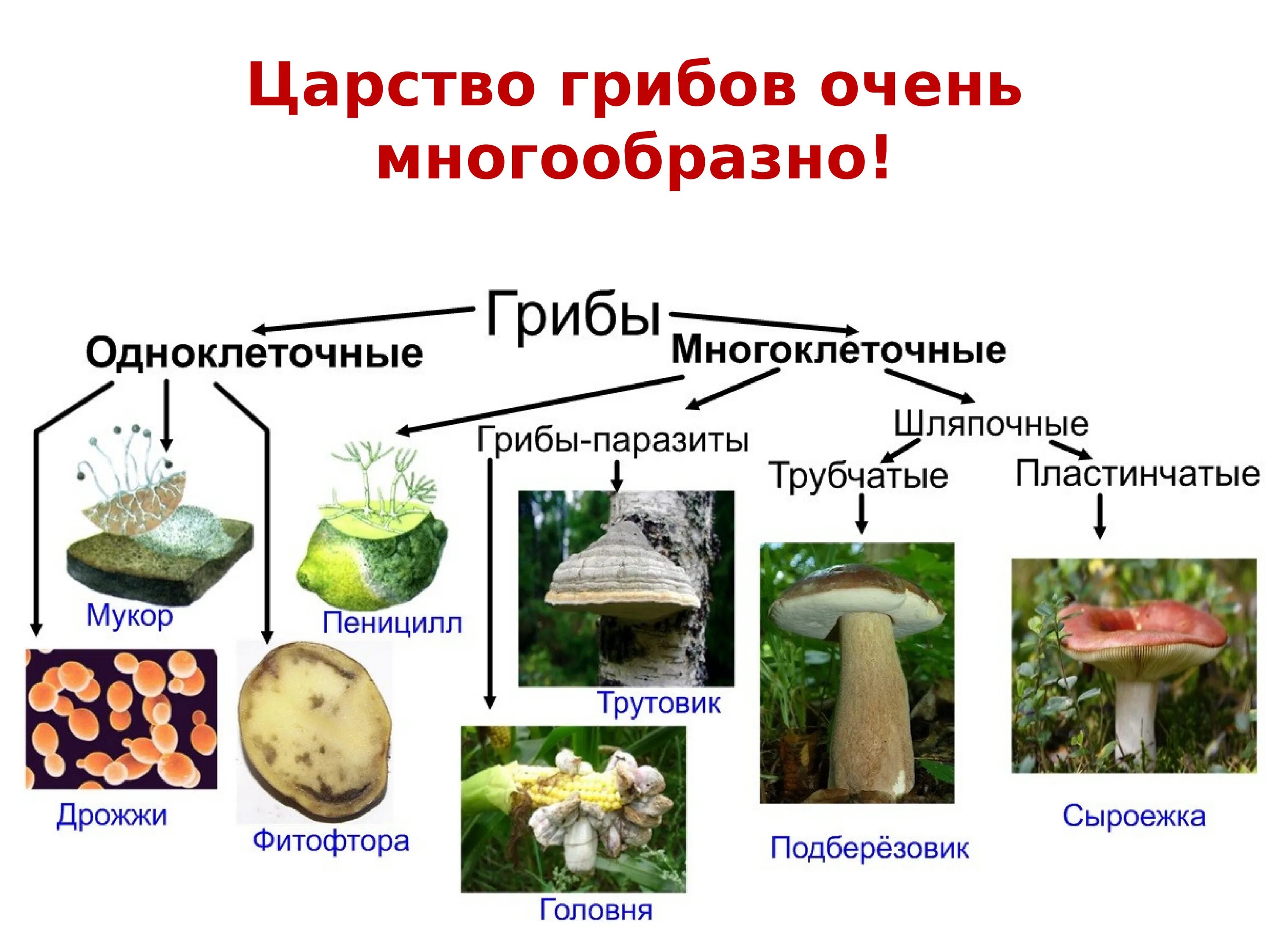 К какому царству относятся грибы 5 класс. Одноклеточные и многоклеточные царство грибы. Классификация грибов одноклеточные и многоклеточные. Царство грибов представители царства. Схема грибы одноклеточные и многоклеточные.