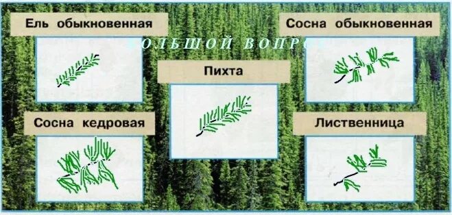 Доклад о тайге к уроку Окружающий мир в 4 классе