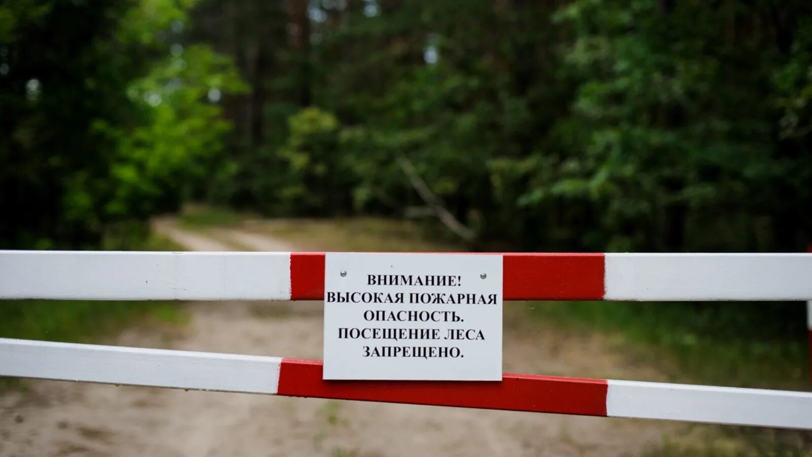 Неограниченное посещение. Запрет на посещение лесов. ограничение посещения лесов. посещение леса запрещено. ограничение пребывания граждан в лесах.