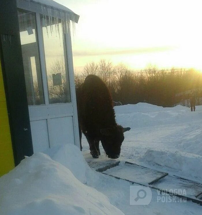 Погода бережное вологодской. Вологодская область Усть-кубинский район зубры. Животные Вологды. Село бережное Усть-кубинский район Вологодская область. ЗУБР вышел к людям в Вологде.