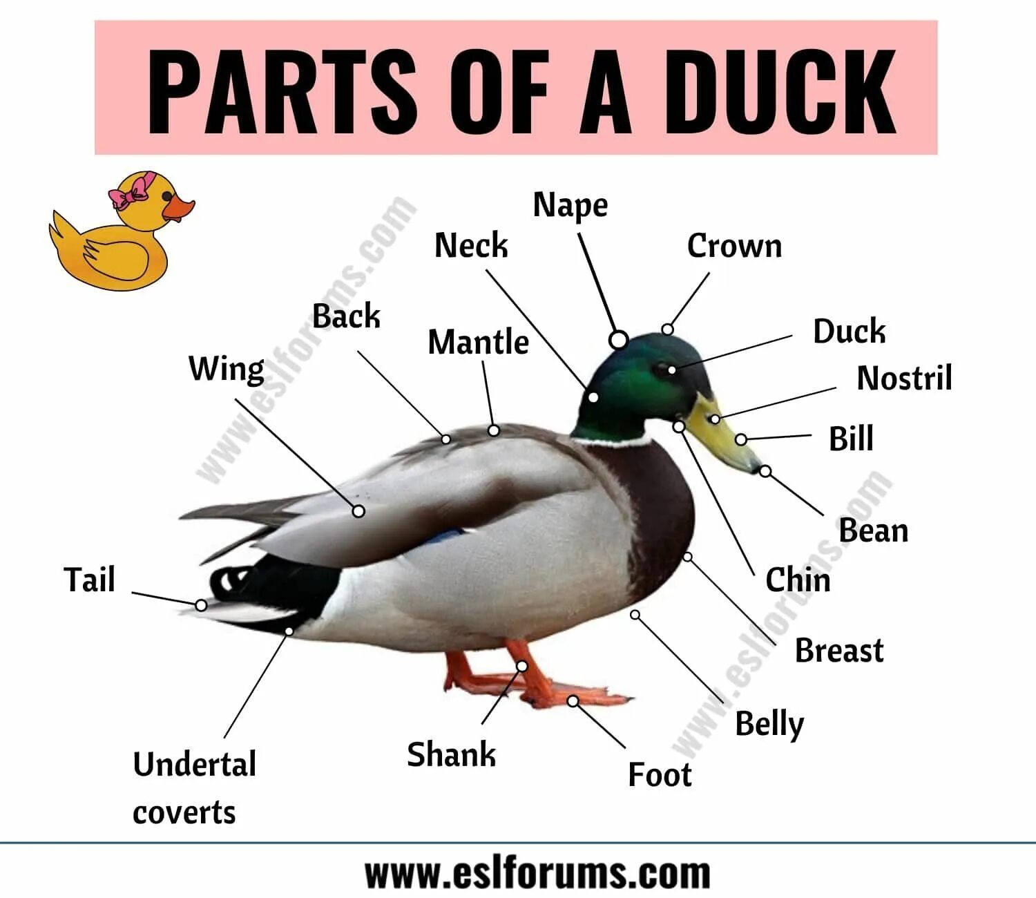 Ducks перевод на русский язык. Ducks перевод на русский язык. Английское слово утка. Утка части тела. D is for duck.