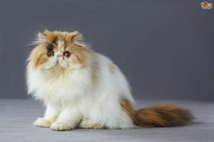 Ragamuffin Cat 3 Ragamuffin cat, Cat breeds, Large cat breeds