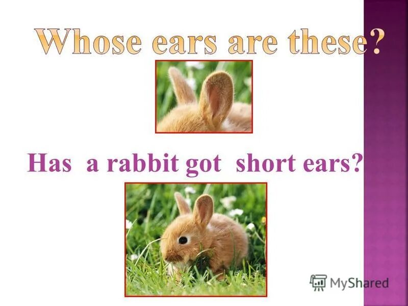 Short ears перевод. тема внешность на английском языке. Short ears перевод. Eyes ears mouth nose. Appearance задания для 2 класса hair eyes.