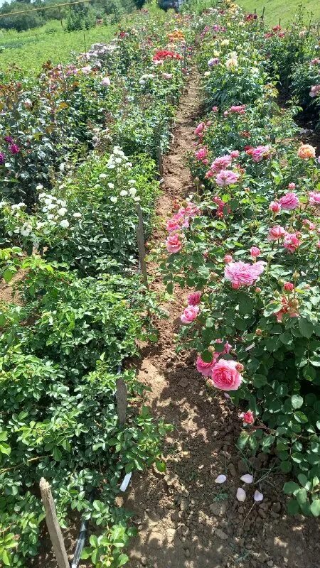 питомник роз успех каталог