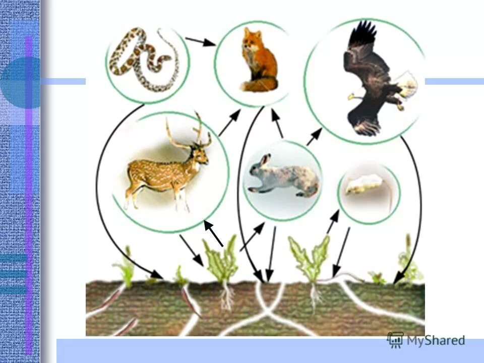 Пример связи между различными животными 2 класс. Пищевая цепочка в природе 3 класс. Пример связи между различными животными 2 класс. Связь между растениями и животными. Взаимосвязи в природе (цепи питания.