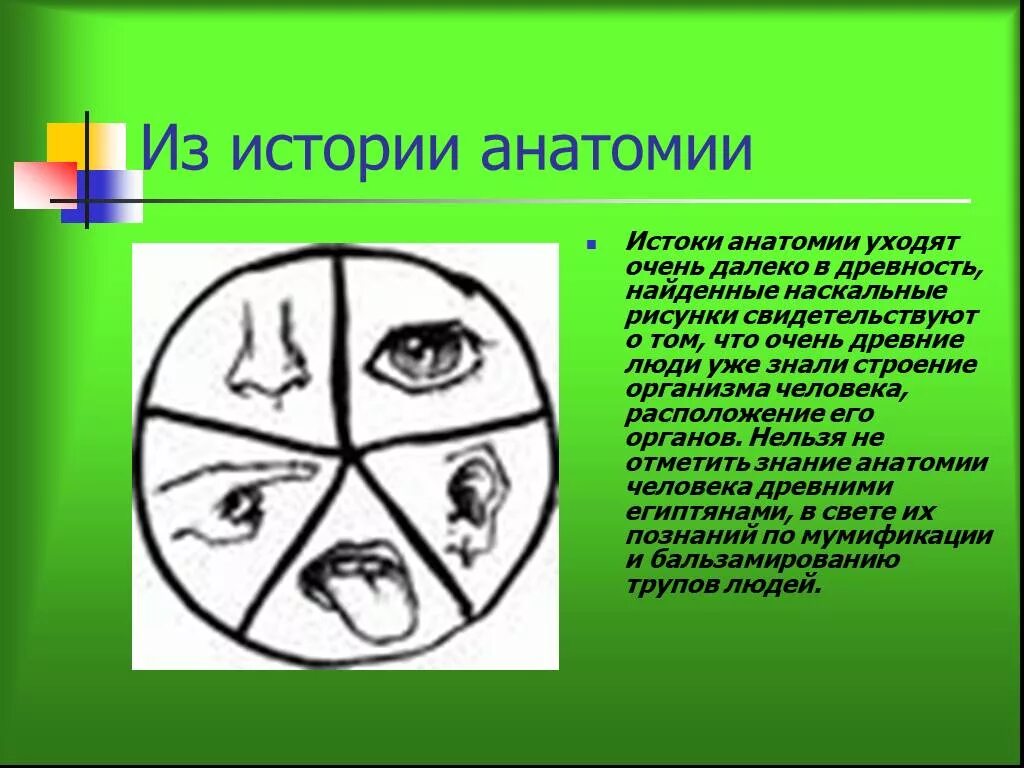 Органы чувств 8 класс биология презентация. Органы чувств презентация по анатомии. 5 Чувств человека картинки. ЦИЗ. Цизы это.