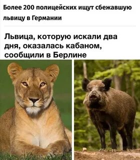 Саваничи