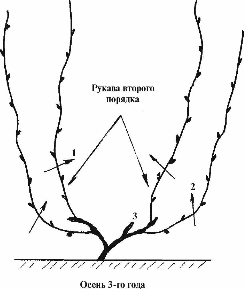 Обрезка винограда средней полосы. Обрезка куста винограда. Обрезка винограда схема. Схема правильной обрезки винограда. Как обрезать виноград осенью.