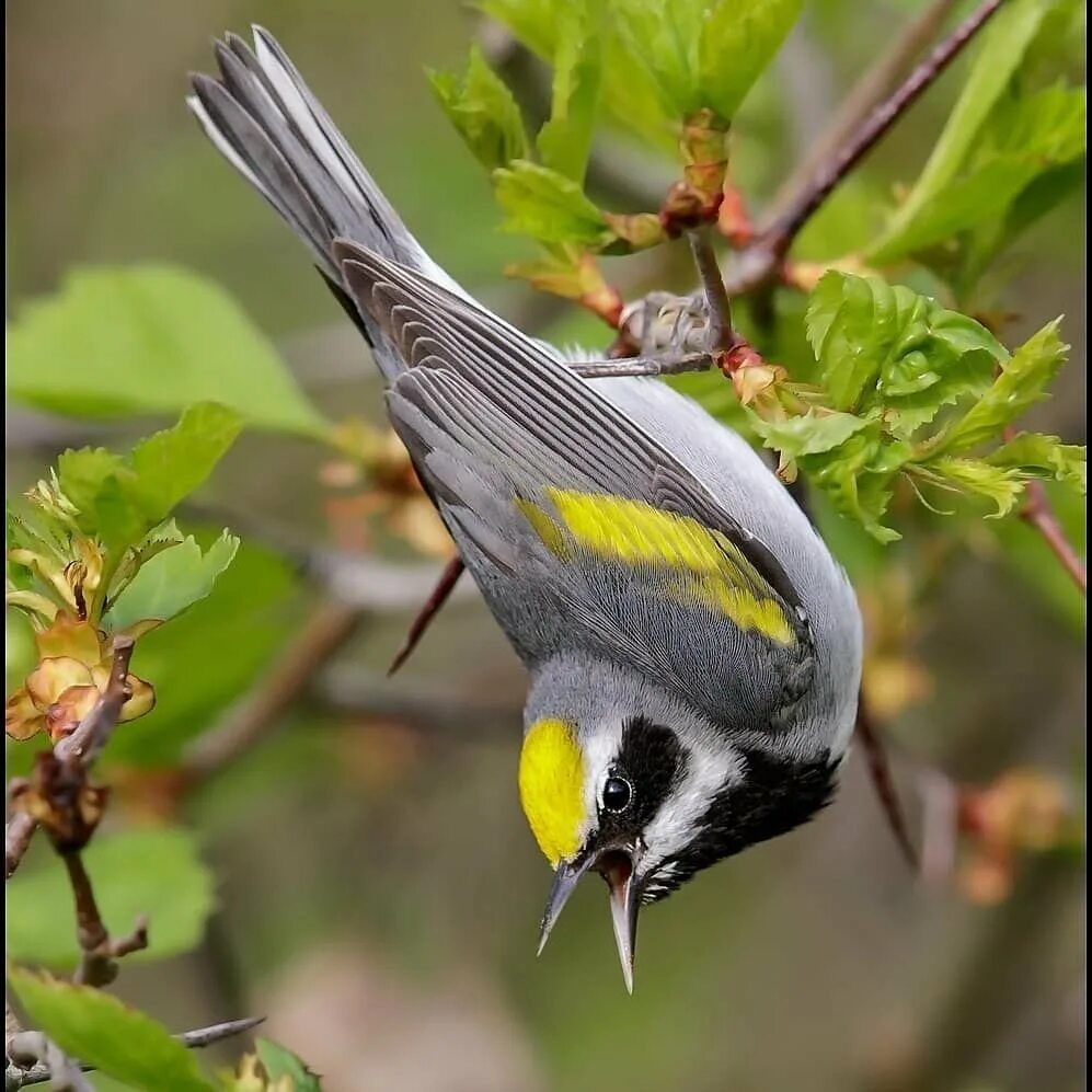 Отряд воробьиных желтогрудка. Птица Yellow Rumped Warbler. Птицы с желтым пятнышком. Маленькие птички с желтыми крыльями.