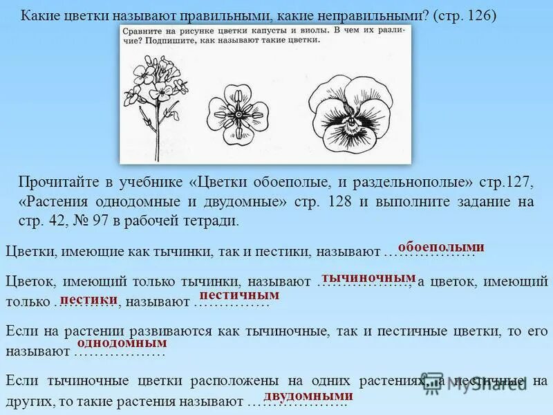 Почему цветок неправильный. Цветки капусты и виолы. Правильные и неправильные цветки. Цветок биология 6 класс. Какие растения называют правильными.