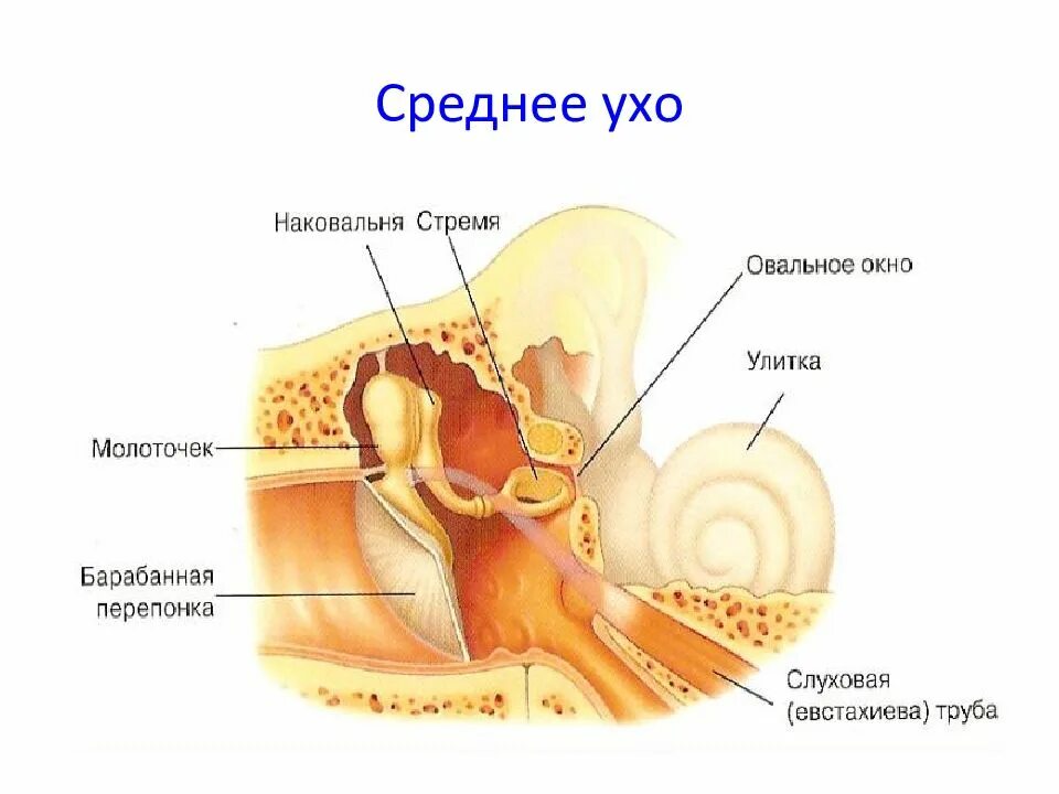 Молоточек наковальня стремечко функции. Структура полости среднего уха. Слуховые кости среднего уха анатомия. Строение наружного уха анатомия уха. Строение полости среднего уха.