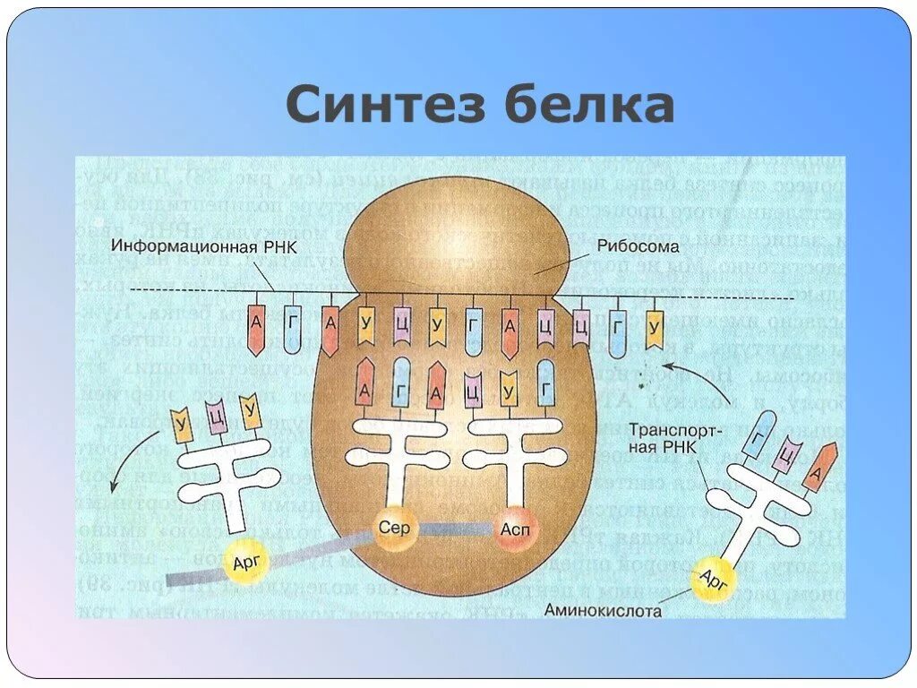 В синтезе белка принимают участие. Схема синтеза белка в рибосоме. Схема этапы синтеза белка рибосомы. Процесс трансляции на рибосоме. Белки, Биосинтез белка биология 10 класс.