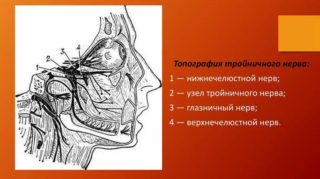 Тройничного нерва 9 букв. Топография тройничного нерва. Топография ветвей тройничного нерва. Тройничный нерв 1 ветвь анатомия. 1 И 2 ветвь тройничного нерва.