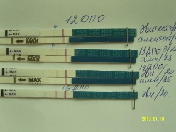 тест показал 2-3 недели беременности. 3 недели беременности тест покажет. 4 недели беременности тест покажет. тест на беременность 1 неделя. тест на беременность на 3 неделе беременности.