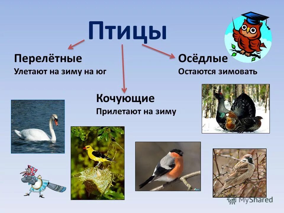 Оседлые особенности. Оседлые Кочующие и перелетные птицы. Птицы зимующие- Кочующие и осёдлые, перелётные. Оседлые зимующие птицы. Оседлые зимующие и перелетные птицы.