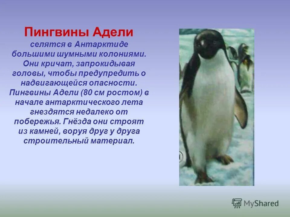 Сообщение о животных антарктиды. Информация о животных Антарктиды. Презентация на тему пингвины. Презентация на тему животные Антарктиды. Пингвин Адели.