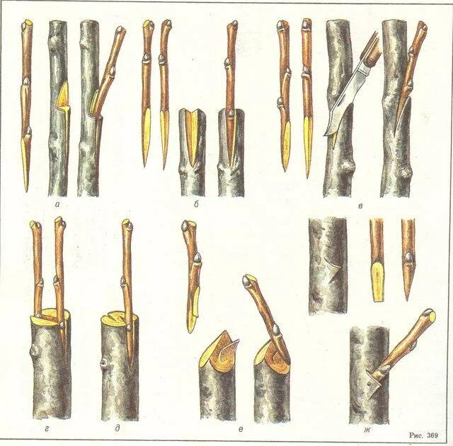 Прививка фруктовых деревьев. Окулировка плодовых деревьев. Прививка окулировка плодовых деревьев. Улучшенная копулировка яблони. Прививка яблони камбий.