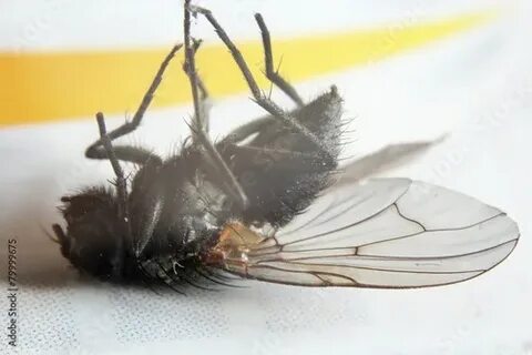 Flies killed