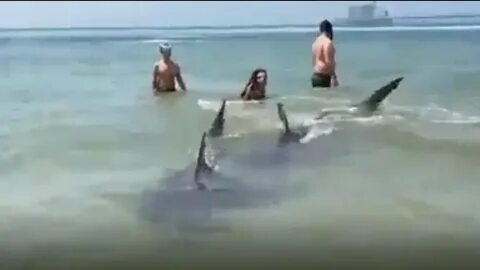 Сколько человек погибает от акул в год
