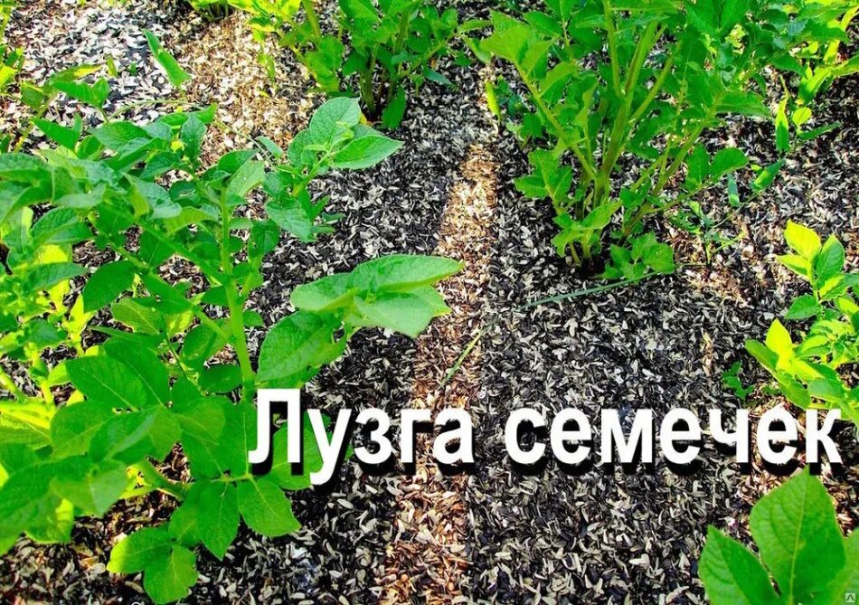 Шелуха как удобрение как применять