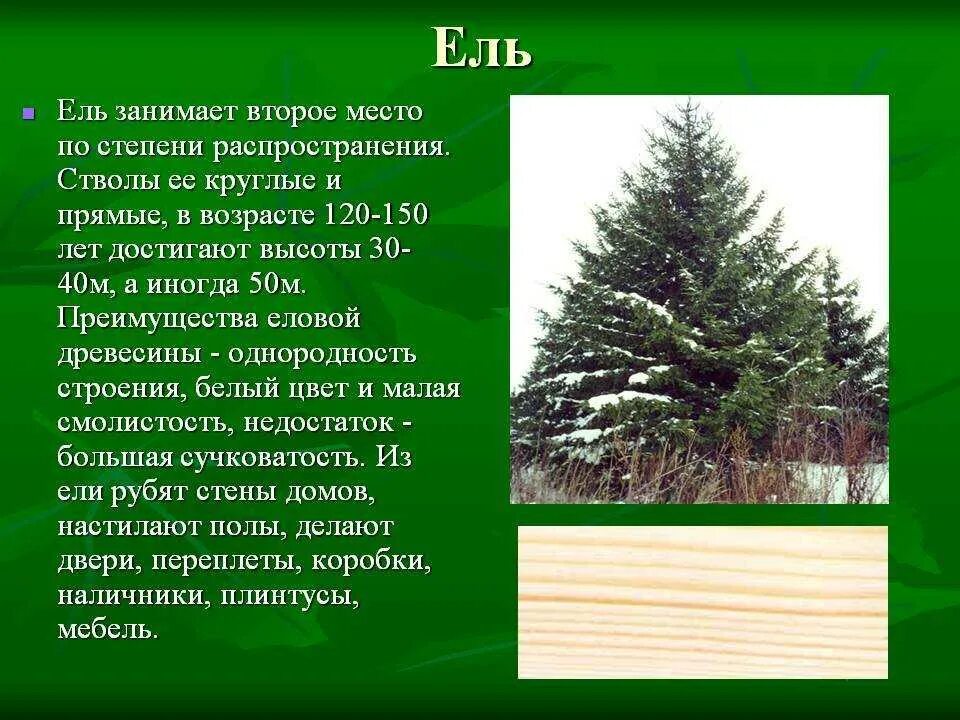 Где растет ель природная зона. Рассказ о ели. Доклад о ели. Описание ели обыкновенной. Ель описание дерева.