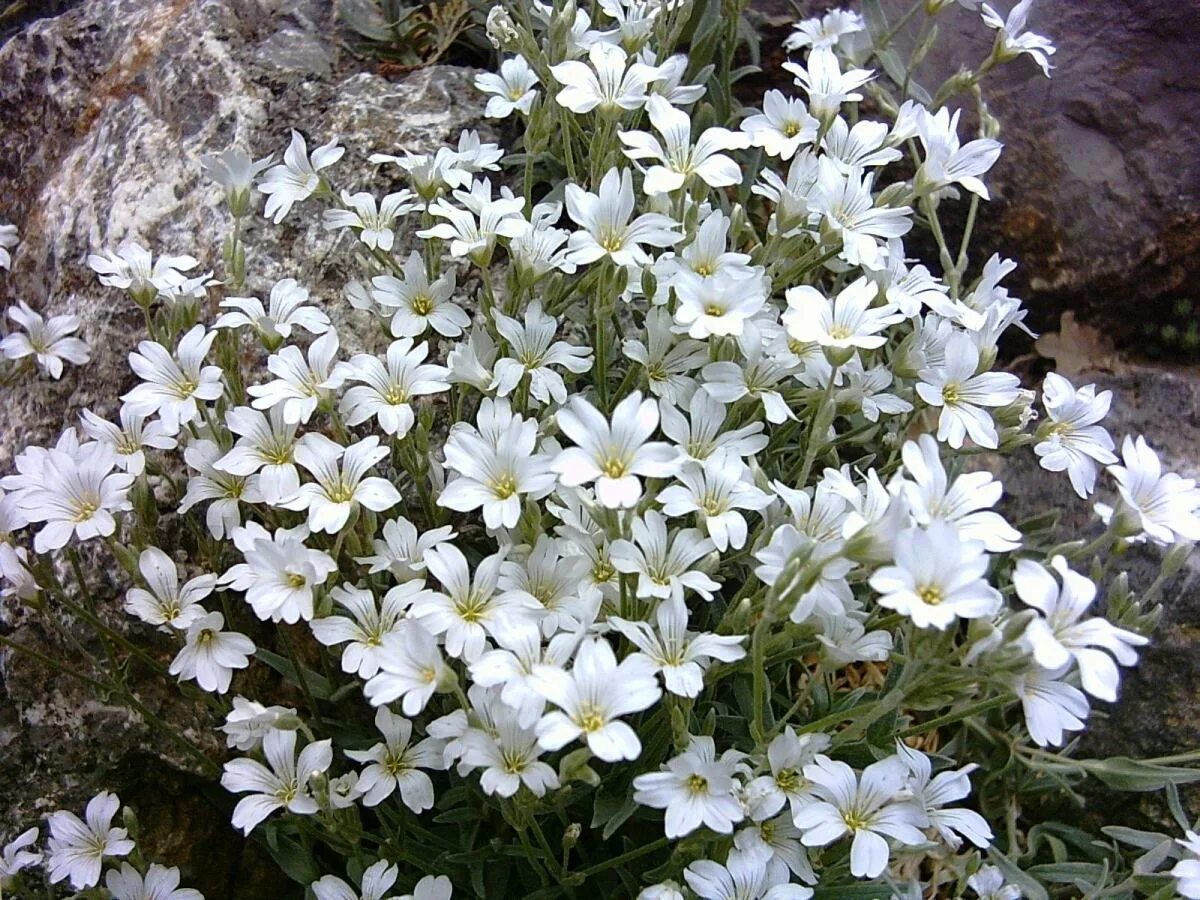 Ясколка серебристая. Ясколка биберштейна cerastium biebersteinii. Ясколка хрустальный водопад. Ясколка биберштейна. Ясколка серебристая.
