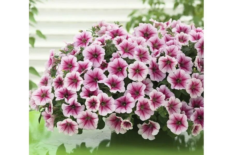 Петуния ампельная шок вейв дип перпл. Калибрахоа каблум пинк. Петуния ампельная флешфорвард. Петуния conchita grande pink. Сурфиния ампельная.