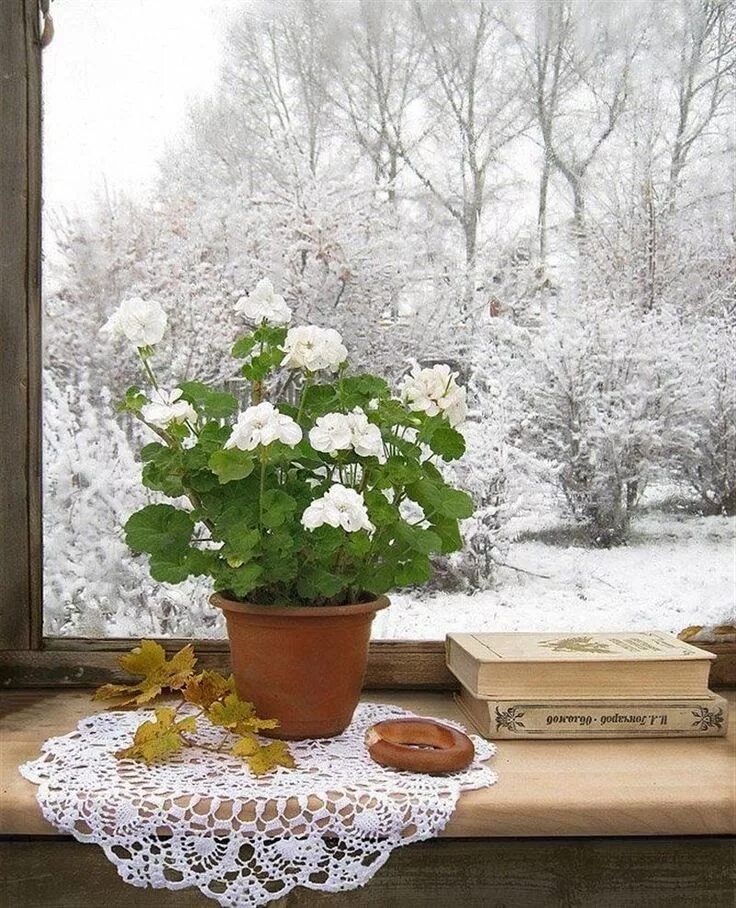 Зимние цветы. Цветы зимой. Цветы на подоконнике. Красивые зимние цветы. Доброе снежное мартовское утро