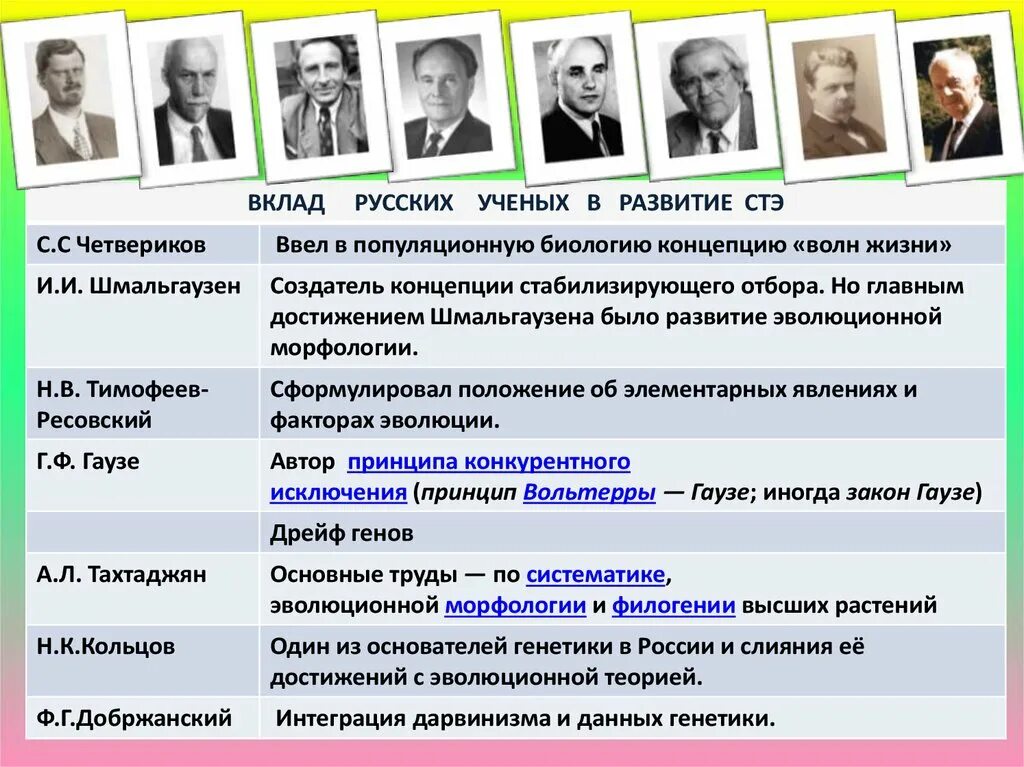 Примеры иллюстрирующие достижения отечественных ученых. Вклад русских ученых в развитие СТЭ. Вклад в синтетическую теорию эволюции. Синтетическая теория эволюции ученые. Вклад ученых в эволюционную теорию.