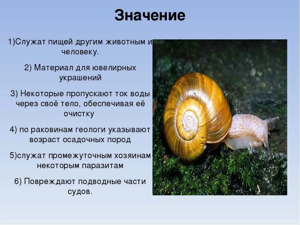 4 моллюски покров. Брюхоногие моллюски 7 класс биология. беспозвоночное виноградная улитка. презентация общая характеристика брюхоногих моллюсков. тип моллюски брюхоногие 7 класс биология.