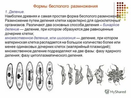 Поддержание бесполого поколения