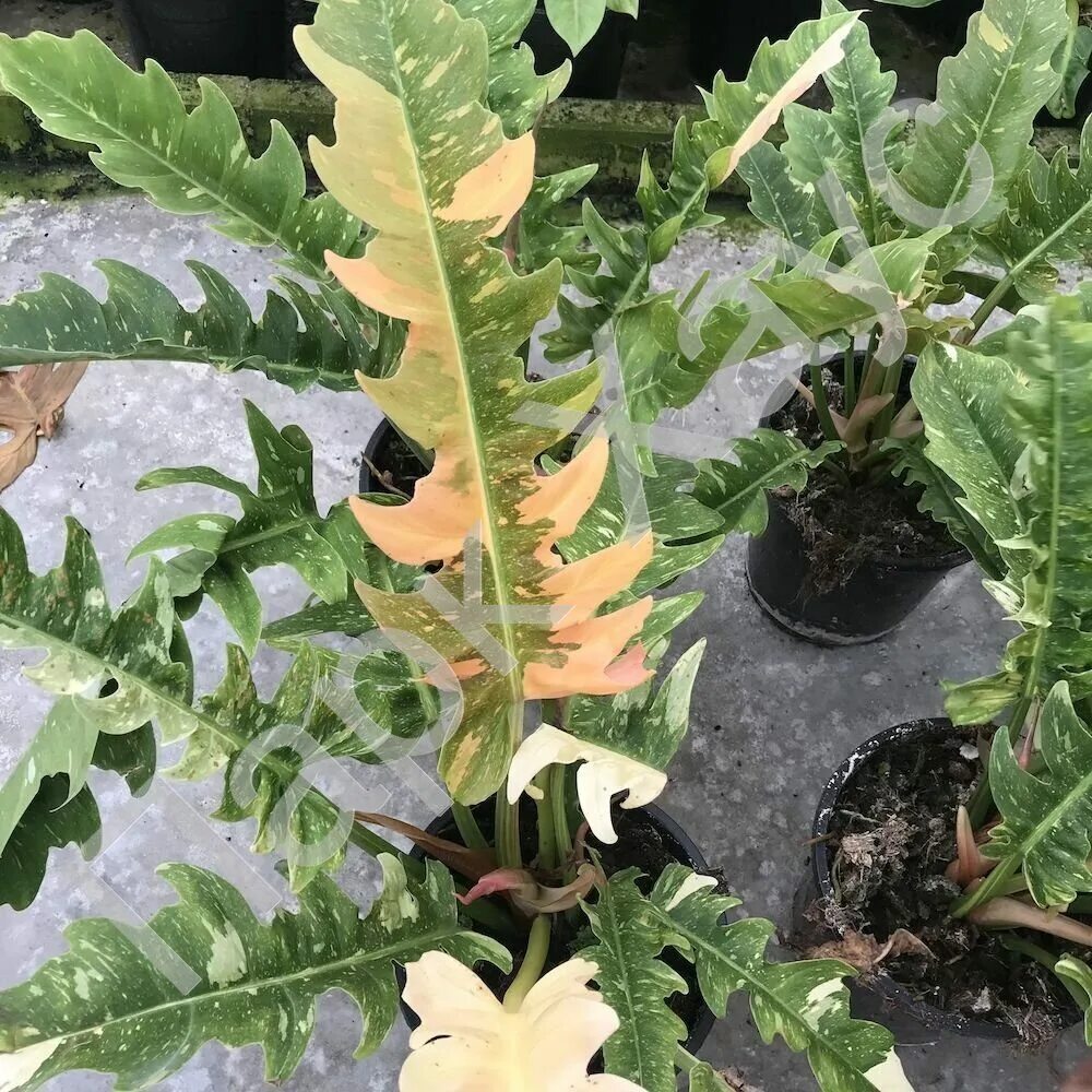 Филодендрон ринг оф файер. Филодендрон джангл файер. Филодендрон джангл фаер гибрид. Филодендрон фаер. Филодендрон джангл файер.