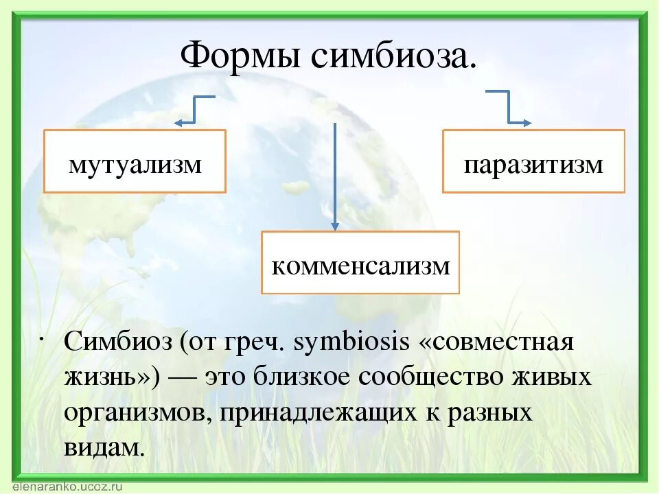 Форма симбиоза организмов. Формы симбиоза. Виды симбиоза. Формы взаимодействия симбиоз. Форма симбиотических взаимоотношений.