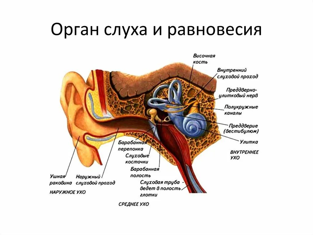 Анализатор слуха и равновесия. Ухо строение анализатор равновесия. Слуховой анализатор. Органы слуха и равновесия. Орган слуха строение и функции анатомия. Схема строения органа слуха и равновесия.