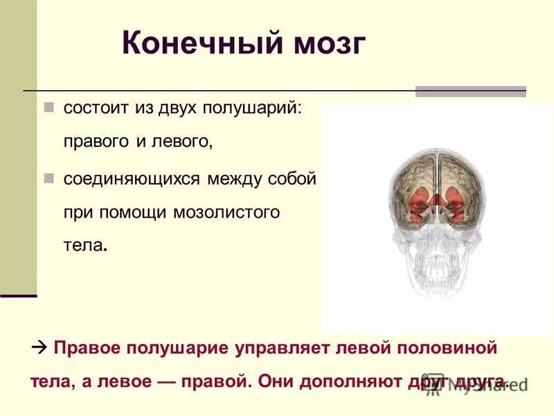Какая часть мозга отвечает за равновесие. Строение полушарий головного мозга. Мозг состоит из двух полушарий. Левая гемисфера головного мозга. Мозолистое тело конечного мозга функции.