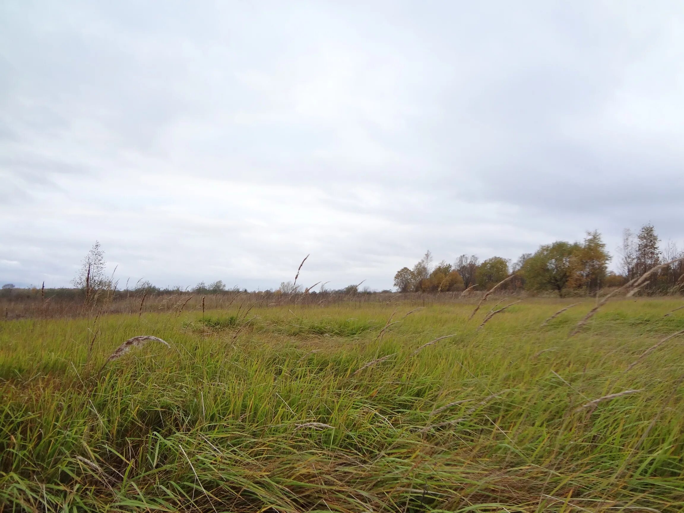 береговая линия водоохранная зона прибрежная защитная полоса. участок 2. болото сиговское калужской области. сосновоборск ижс. земельные участки в пределах береговой полосы.