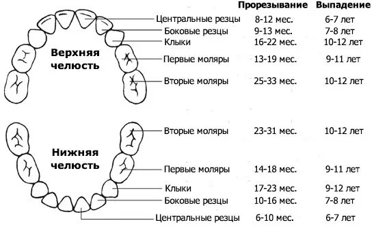 Коренные зубы у детей схема прорезывания. Смена зубов у детей схема по возрасту. Сроки прорезывания и выпадения молочных зубов у детей. Схема молочных зубов и их выпадение. Во сколько у ребенка появляются зубы