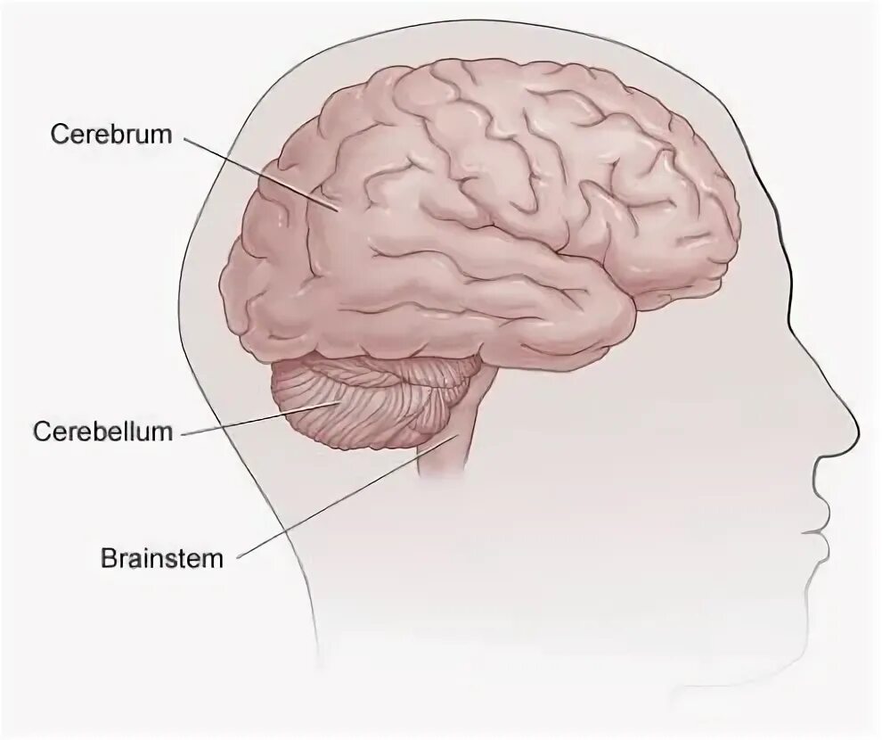 Тест мозжечок. Поражение головного мозга. Геморрагический инсульт мозг. Церебрум часть мозга.