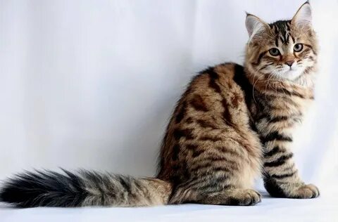 Сибирская кошка окрасы