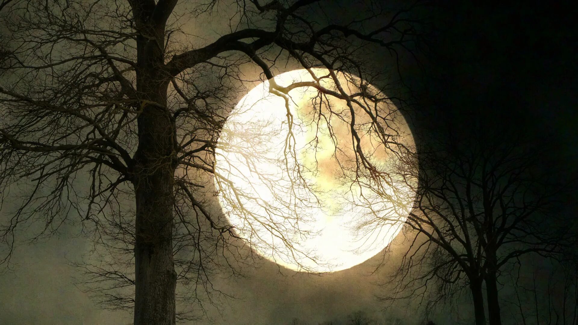 Дерево освещенное луной. Загадочное полнолуние. Жуткая Луна. Природа ночью. Таинственный лес Луна.