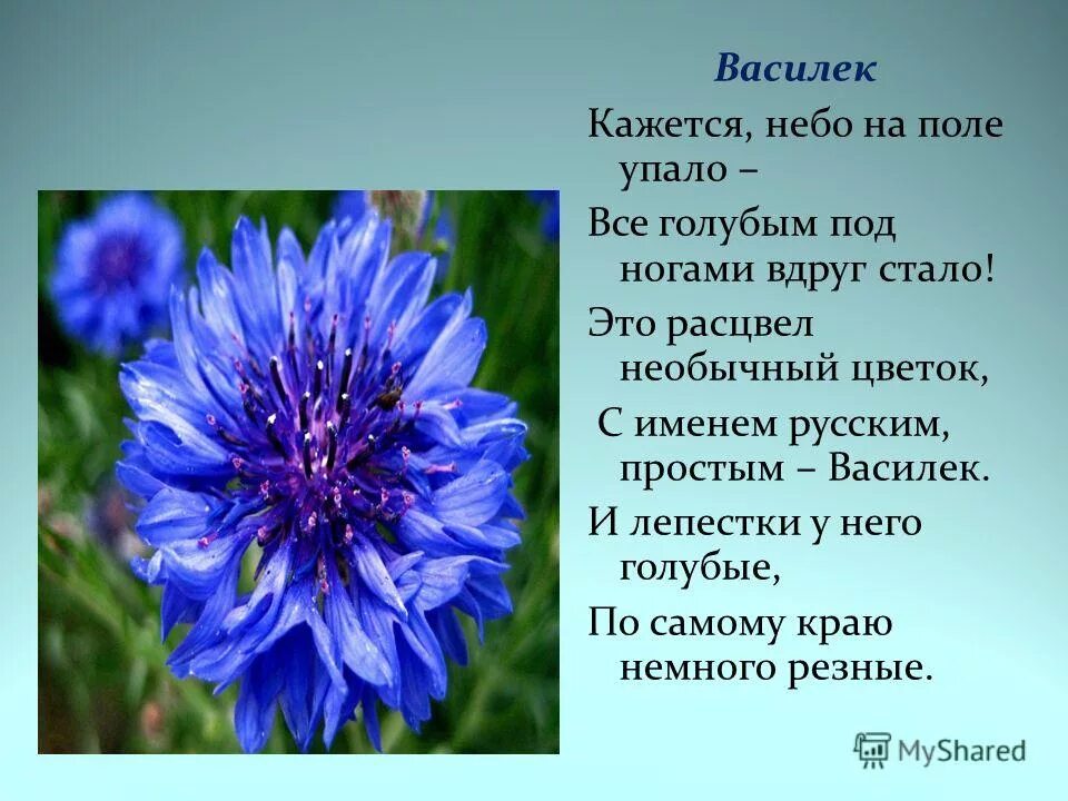 Васильки 3 класс