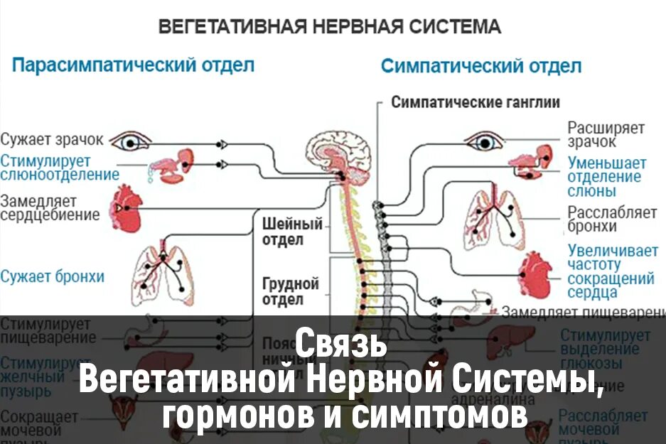 К чему могут привести нервы. Физиологические последствия стресса. Предупреждение заболеваний нервной системы. Симпатический отдел вегетативной нервной системы функции. Нервная система и ее функции кратко.