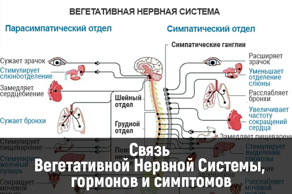 Расстройство вегетативной нервной системы у человека приводит. Заболевания вегетативной системы. Системы вегетативной нервной системы. Нарушение вегетативной нервной системы. Автономная нервная система.