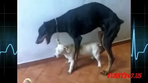 Funny Animals Mating - YouTube 