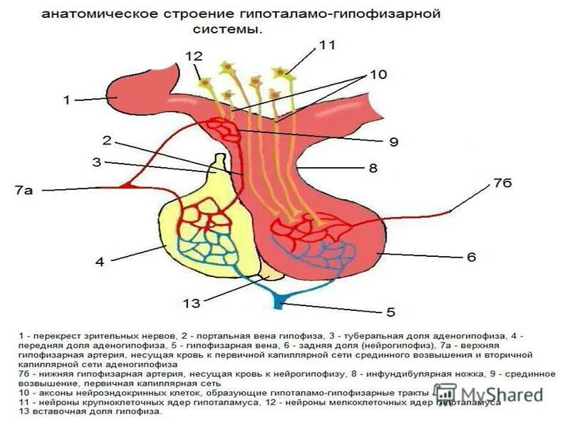 Гипофиза гипоталамо гипофизарная система