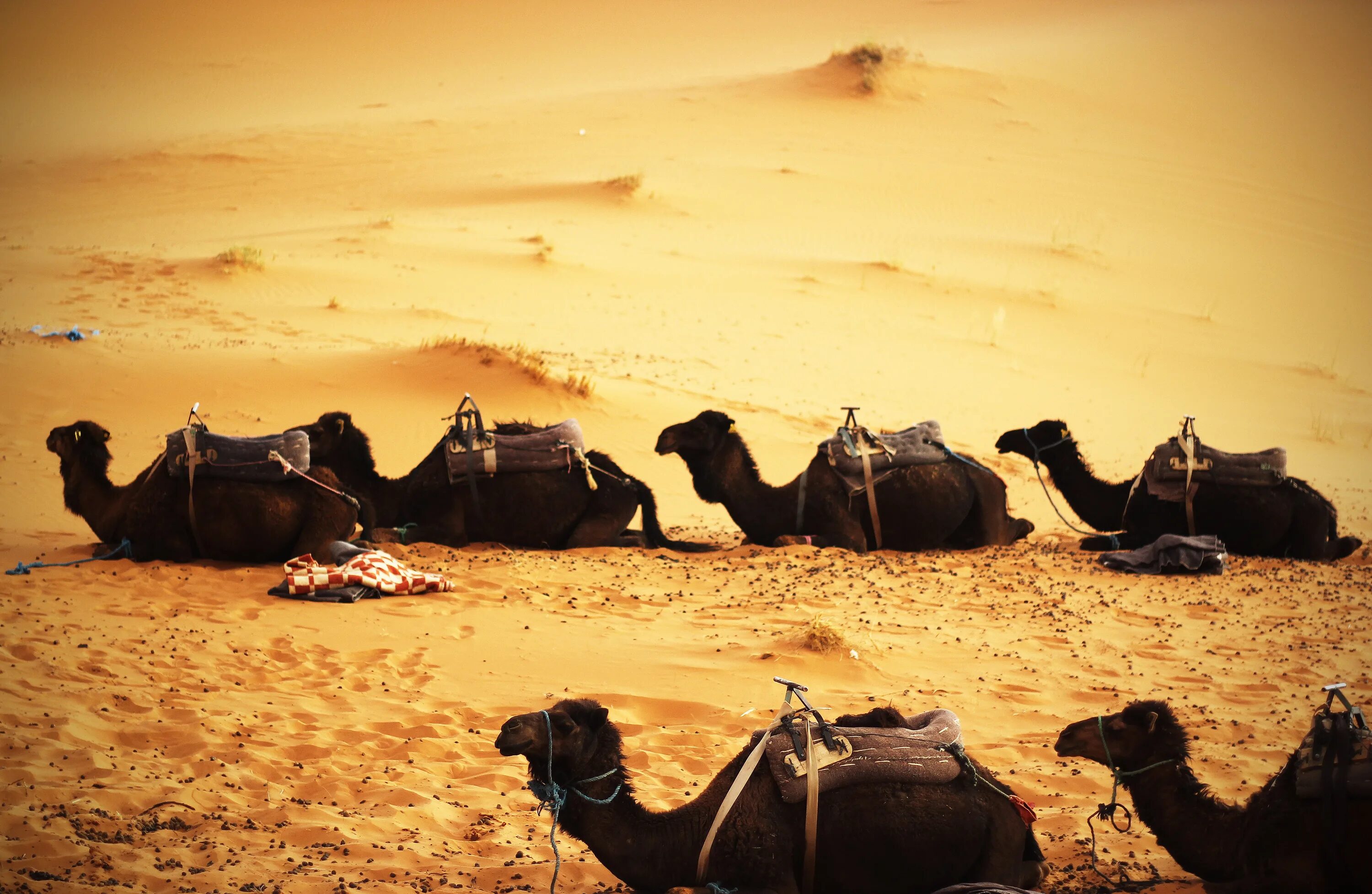 Верблюды Караван. Sahara Camels группа. Караван Оазис Верблюды. Египет Караван.