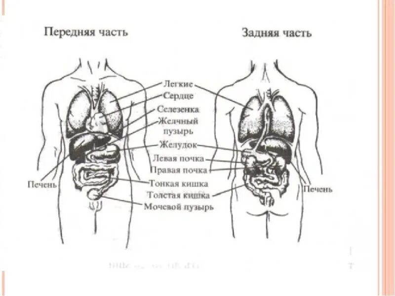 Внутренние органы строение схема