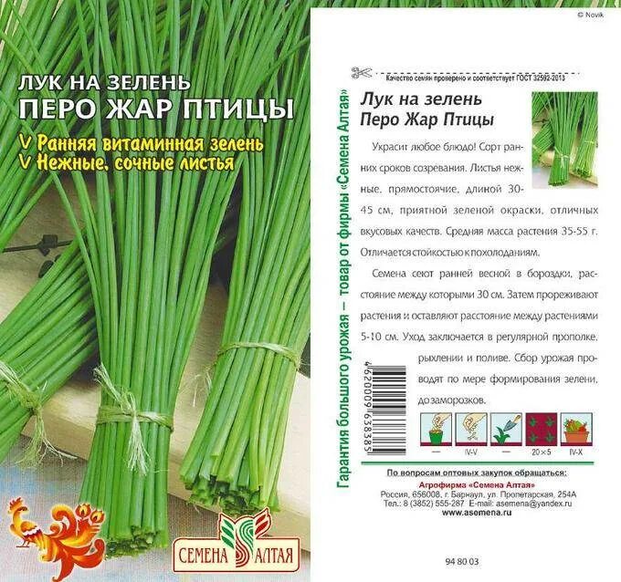 Лук на перо какой сорт. Лук на зелень семена алтая. зеленый лук семена. лук зеленый на зелень семена.