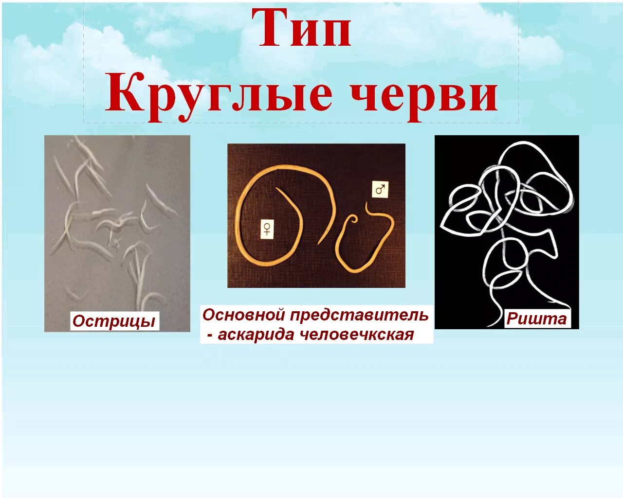 Контрольная по биологии черви. Классы круглых червей 7 класс биология. Тип круглые черви черви 7 класс биология. Классификация типа круглые черви 7 класс биология. ЯКЛАСС Тип круглые черви.