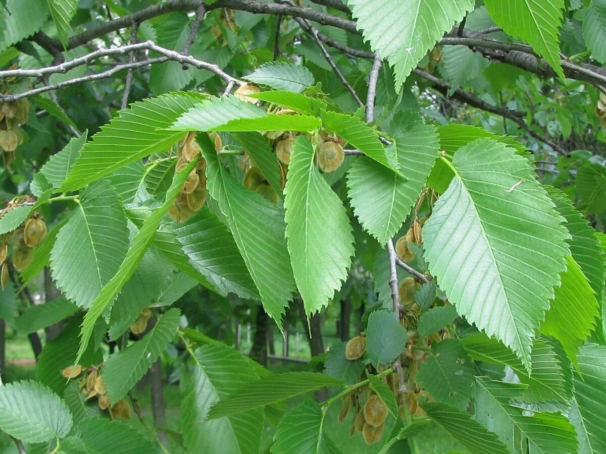 Деревья средней полосы фото. Вяз приземистый Ulmus pumila. Вяз гладкий (Ulmus laevis). Вяз граболистный (Ulmus suberosa). Вяз приземистый Ulmus pumila дерево.